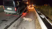 Antalya'da gece yarısı zincirleme kaza: Köpeğe çarpan araç devrilince ortalık karıştı