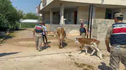 315 bin liralık büyükbaş vurgununda jandarma düğmeye bastı