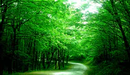 Belgrad Ormanı nerede, büyük mü? Belgrad Ormanı kaç km, kaç metrekare?