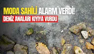 Kadıköy Moda Sahili deniz analarıyla kaplandı
