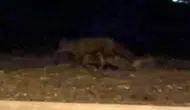 Eskişehir sokaklarında gece yarısı sürprizi: Vatandaşın kamerasına yansıdı