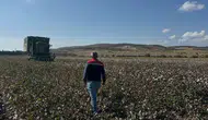Aliağa tarlalarında beyaz altın bereketi: Hasat sezonuna görkemli başlangıç