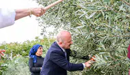 Vali Varol zeytin bahçesinde: Kadın üreticilerin hasat mesaisine katıldı
