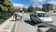 Karaman'da şaşkına çeviren kaza: Kontrolden çıkan at otomobile daldı