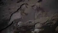 Sivas ormanlarında nefes kesen anlar: İnsan eliyle bırakılan yiyecekler boz ayıları birbirine düşürdü