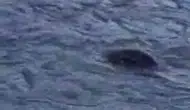Dicle Nehri'nin sürpriz misafiri: Nadir görülen canlı objektiflere yansıdı