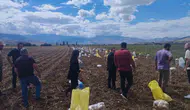 Erzincan topraklarında hummalı çalışma: Kışlık patatesler gün yüzüne çıkıyor