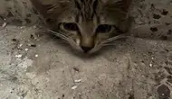 Su giderinde can pazarı: Minik kedi için seferber oldular