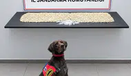 Eyyübiye'de zehir tacirlerine jandarma darbesi: Binlerce hap yakalandı