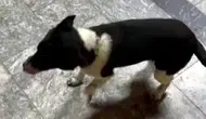 Samsun'da at gibi yürüyen köpek herkesi şaşırtıyor