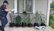 Düzce'de evini seraya çeviren şüpheliye jandarma baskını