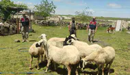 Viranşehirde kaybolan kurbanlıklar jandarmanın dronuyla bulundu
