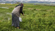 Ağrı'da dağlardan sofraya uzanan şifalı kış mesaisi
