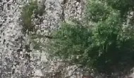 Harput'ta dağ keçileri yerleşim yerine indi