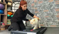 18 yaşındaki kediye özel rehabilitasyon desteği