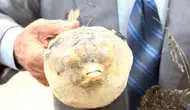 Marmara Denizi için balon balığı alarmı verildi