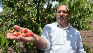 Tokatlı üreticinin erkenci kiraz hayali yağmurla suya düştü