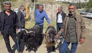 Çermik hayvan pazarında son saatlerin bereketi
