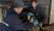 Aydıntepe’de sürüler sağlık taramasından geçiyor