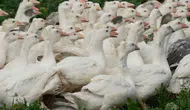 Tarımda kimyasal dönemi bitiren yerli kaz projesi