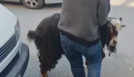Amasya sokaklarında kurbanlık keçi kovalamacası