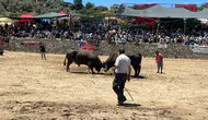 Germencik arenasında boğaların kıran kırana mücadelesi