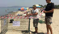 Aydın kıyıları Caretta caretta türünün yeni evi oldu