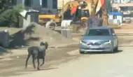 İslahiye sokaklarında dört kilometrelik kurbanlık koç kovalamacası