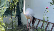 Arnavutköy ormanlarında yaralı bulunan flamingo korumaya alındı