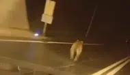 Giresun yolunda tünel içine giren ayı trafiği karıştırdı