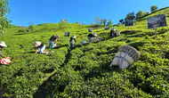Rize’de çay hasadı şenlikle başladı
