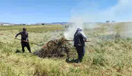Gaziantep Araban Ovası’nda firik mesaisi başladı