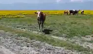 Nadir görülen Eber sarısının yaşam alanına inekler girdi