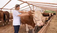 Kurbanlık alırken nelere dikkat etmeli