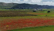Gercüş ovaları gelinciklerle renk değiştirdi
