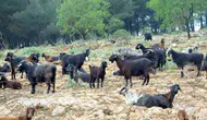 Muğla kurban pazarında bu yıl beklenen yoğunluk yok