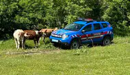 Jandarma dron kullanarak kayıp inekleri arazide tespit etti