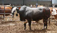 Konyalı besicinin bir tonluk boğası 500 bin liraya alıcı buldu