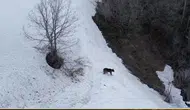 Şavşat ormanlarında karlar üzerinde kayan bozayı görüntülendi