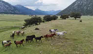 Toroslar’ın zirvesinde Osmanlı’dan miras kalan özgür atların yaşam savaşı