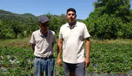 Marmaris’te toprağa dönen emekli teknisyenin çilek hasadı