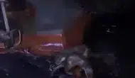 Gemlik sahilinde beklenmedik ziyaretçiler