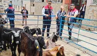 Bozdoğan’da kurban pazarları bayram öncesi mercek altına alındı