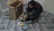 Bahçesinde bulduğu yaralı şahini ölümden kurtardı