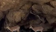 Malatya’nın sarp kayalıklarında yer çekimine meydan okuyan keçiler