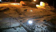 Ardahan’da gece mesaisi yapan davetsiz misafirler