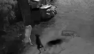 Kastamonu'da gece baskını yapan kurtlar köpeği telef etti