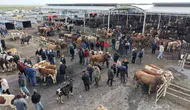 Kurban pazarında fiyatlar belli oldu Küçükbaş 15 bin büyükbaş 130 bin