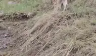 Erzurum kırsalında nadir görülen vaşak kameraya yansıdı