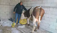Ağrı Diyadin'de hayvancılık bölgenin yeni geçim kaynağı haline geldi